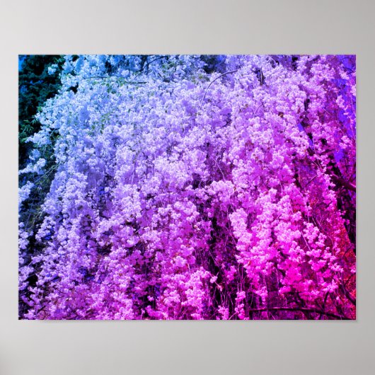 Kaskade der Frühlingsblüten der Blume Poster (Vorne)