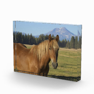 Kaskade Kastanienpferd Fotoblock