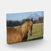 Kaskade | Kastanienpferd Fotoblock (Links)