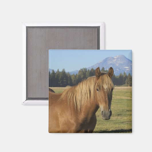 Kaskade | Kastanienpferd Magnet (Vorderseite/Rückseite)