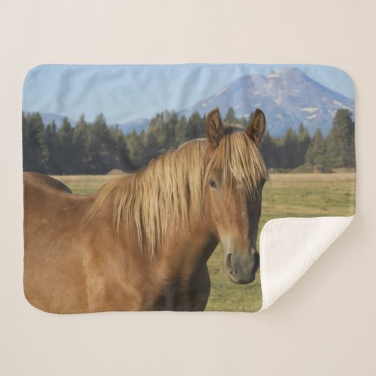 Kaskade | Kastanienpferd Sherpadecke (Vorderseite (Horizontal))