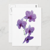 Kaskade Lila Orchideen Postkarte (Vorne/Hinten)
