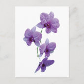 Kaskade Lila Orchideen Postkarte (Vorderseite)