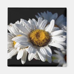 Kaskadierengänseblümchen Magnet