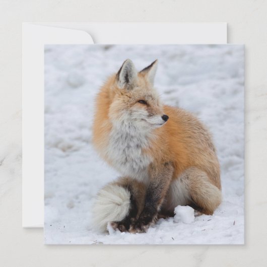 Kaskadierter Fox im Schnee Feiertagskarte (Vorderseite)