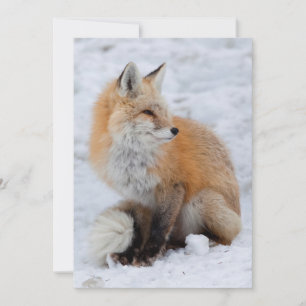 Kaskadierter Fox im Schnee Feiertagskarte