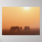 Kaspische Ponys grasen bei neugierigem Sonnenaufga Poster (Vorne)