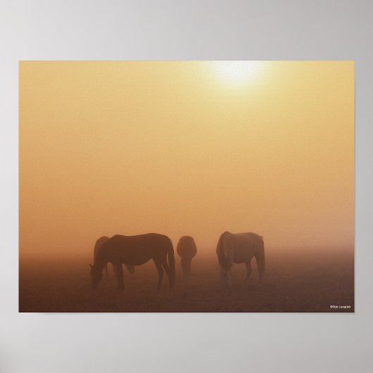 Kaspische Ponys grasen bei neugierigem Sonnenaufga Poster (Vorne)