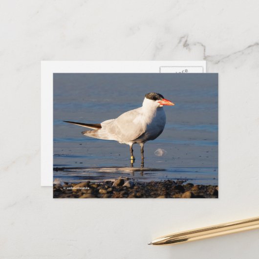 Kaspischer Tern Seabird am Strand Postkarte (Vorderseite/Rückseite Beispiel)