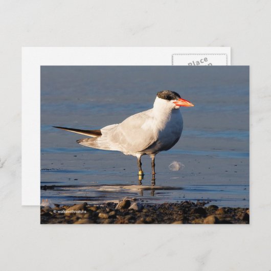 Kaspischer Tern Seabird am Strand Postkarte (Vorne/Hinten)