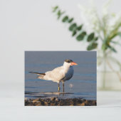 Kaspischer Tern Seabird am Strand Postkarte (Stehend Vorderseite)