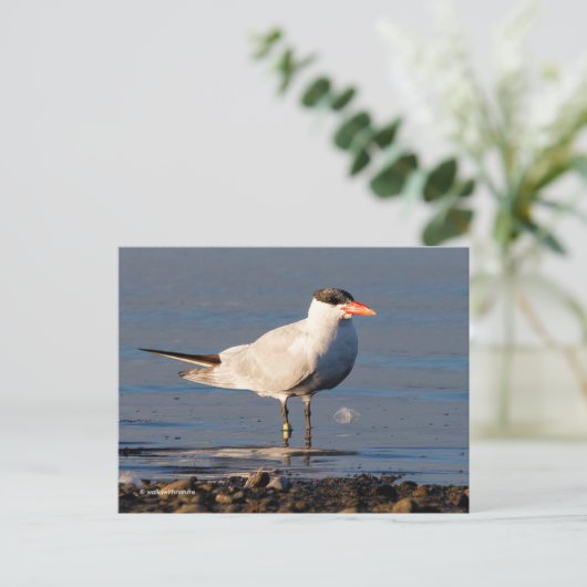 Kaspischer Tern Seabird am Strand Postkarte (Stehend Vorderseite)