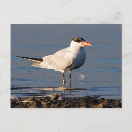 Kaspischer Tern Seabird am Strand Postkarte