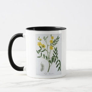 Kassie von "Phytographie Medicale" durch Joseph Tasse