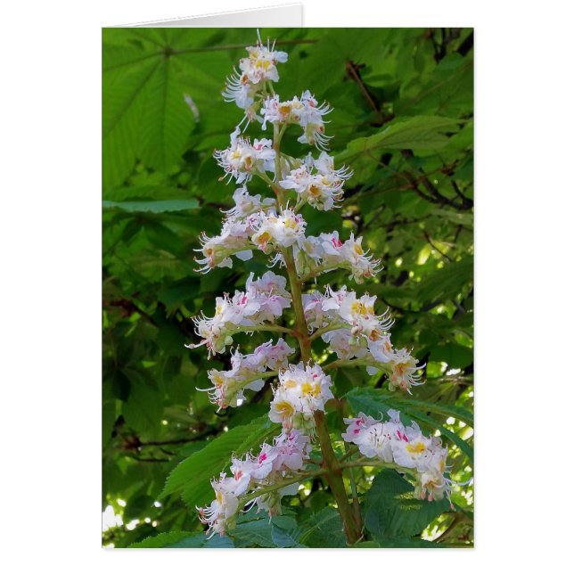 Kastanie-Blume (Vorne)