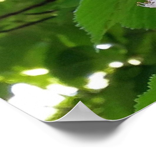 Kastanie-Blume Poster (Ecke)