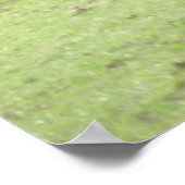 Kastanie Brown Horzing Poster (Ecke)
