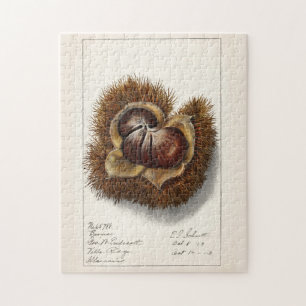 Kastanie (Castanea) Frucht Aquarellmalerei Puzzle