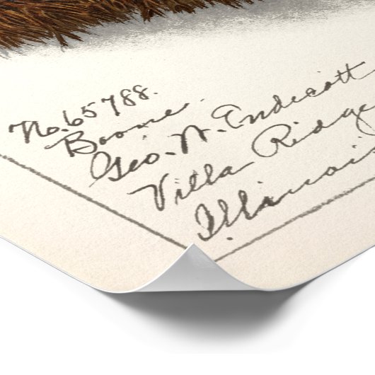 Kastanie (Castanea) Fruchtfarben Poster (Ecke)