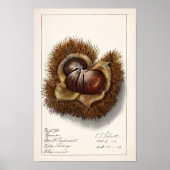 Kastanie (Castanea) Fruchtfarben Poster (Vorne)