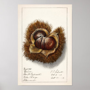Kastanie (Castanea) Fruchtfarben Poster