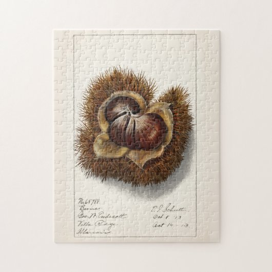 Kastanie (Castanea) Fruchtfarben Puzzle (Vertikal)