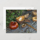 Kastanie (Conker): Herbst ist hier Postkarte (Vorne/Hinten)