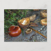 Kastanie (Conker): Herbst ist hier Postkarte (Vorderseite)