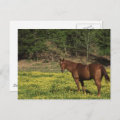 Kastanie in gelben Blumen Postkarte (Vorne/Hinten)