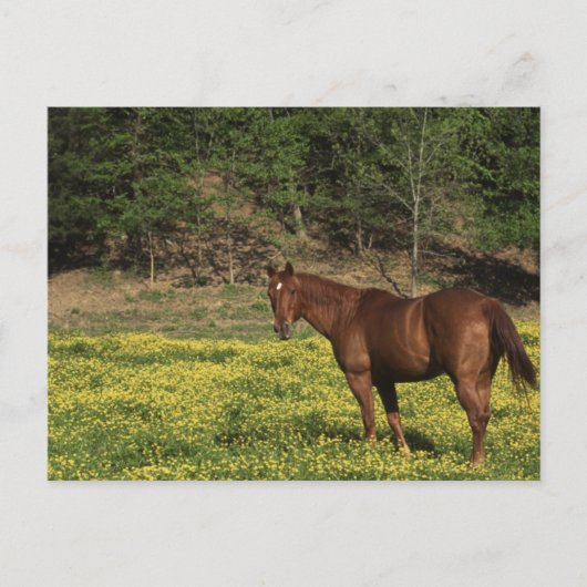 Kastanie in gelben Blumen Postkarte (Vorderseite)