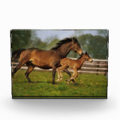 Kastanie-Mare & Foal Fotoblock (Vorderseite)