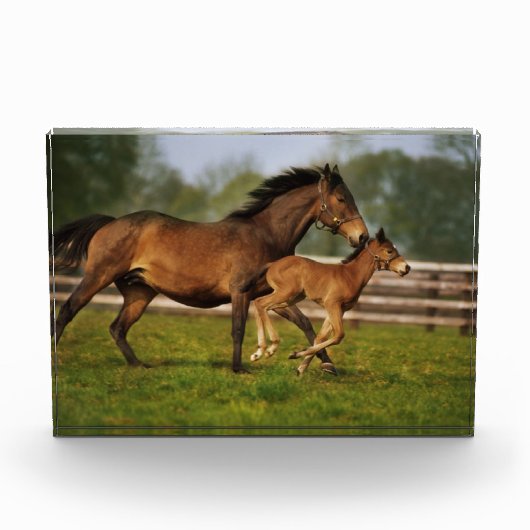 Kastanie-Mare & Foal Fotoblock (Vorderseite)