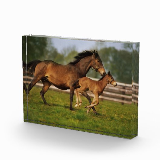 Kastanie-Mare & Foal Fotoblock (Rechts)