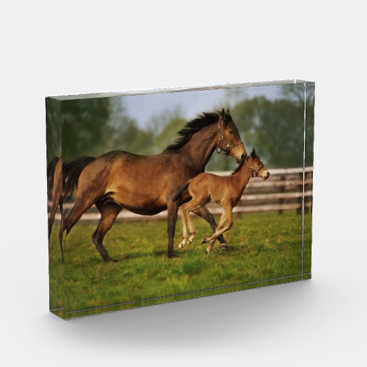 Kastanie-Mare & Foal Fotoblock (Links)