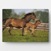 Kastanie-Mare & Foal Fotoplatte (Vorderseite)