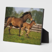 Kastanie-Mare & Foal Fotoplatte (Seite)