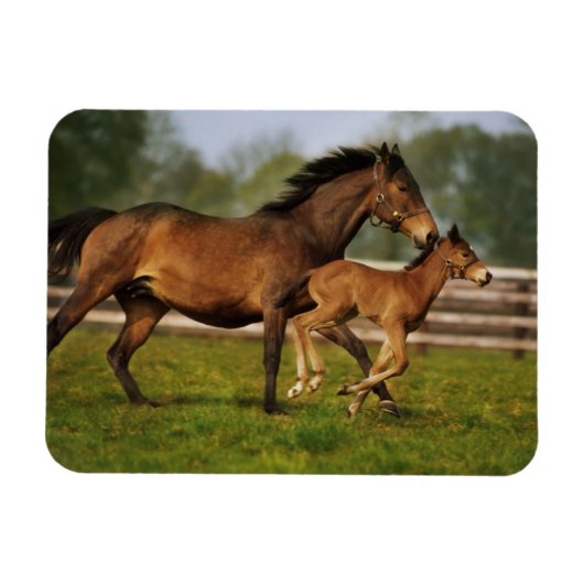 Kastanie-Mare & Foal Magnet (Horizontal)