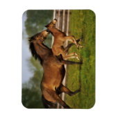 Kastanie-Mare & Foal Magnet (Vertikal)