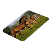Kastanie-Mare & Foal Magnet (Linke Seite)