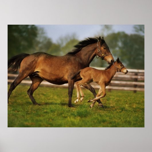 Kastanie-Mare & Foal Poster (Vorne)