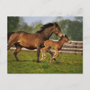 Kastanie-Mare & Foal Postkarte
