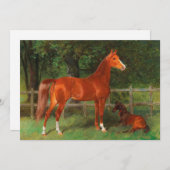 Kastanie mit Foal auf der Wiese | Hans Haag (Vorne/Hinten)