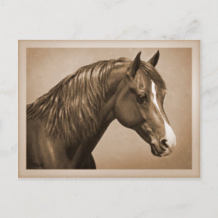 Kastanie-Morgan-Pferd in Sepia Postkarte