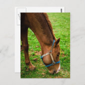 Kastanie nach Bath Postkarte (Vorne/Hinten)