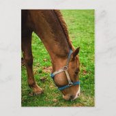 Kastanie nach Bath Postkarte (Vorderseite)