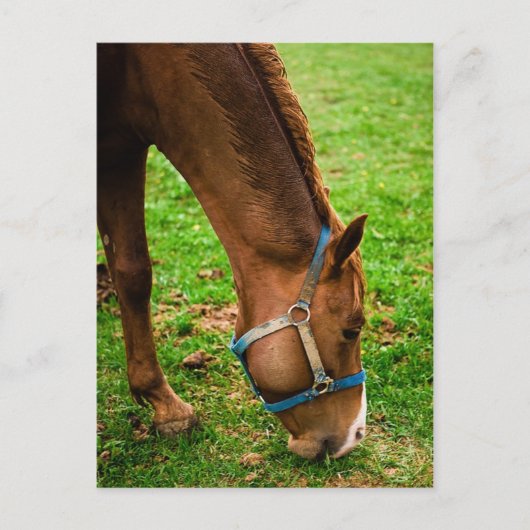 Kastanie nach Bath Postkarte (Vorderseite)