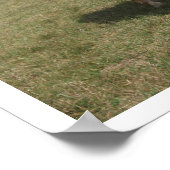 Kastanie Pferdeweiden auf Weideland Poster (Ecke)