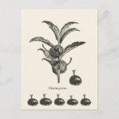 Kastanie Postkarte (Vorderseite)