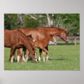 Kastanie Quarter Horse Mares and Foals Poster (Vorne)