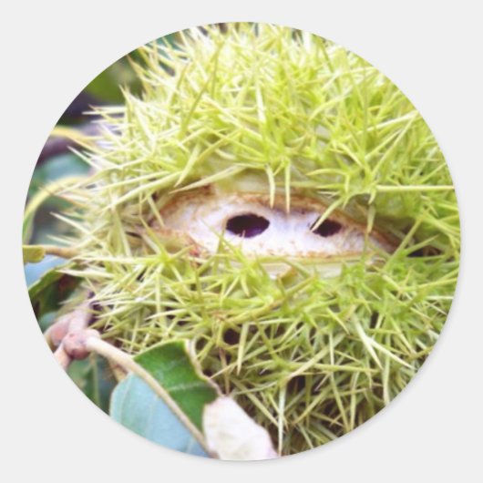 Kastanie Runder Aufkleber (Vorderseite)